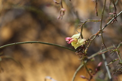 Lechenaultia linarioides