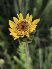 Asteraceae