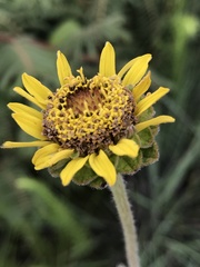 Asteraceae