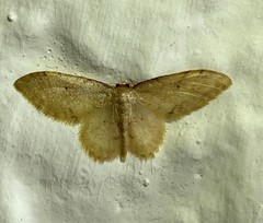Lepidoptera