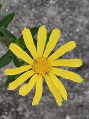 Asteraceae