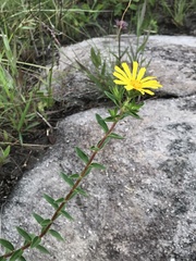 Asteraceae