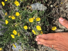 Potentilla subvahliana