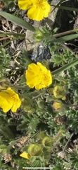 Potentilla subvahliana