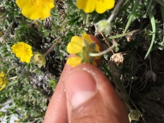 Potentilla subvahliana