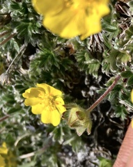 Potentilla subvahliana