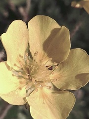 Potentilla subvahliana
