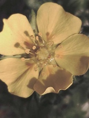 Potentilla subvahliana