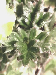 Potentilla subvahliana