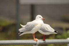Chroicocephalus novaehollandiae novaehollandiae
