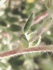 Potentilla subvahliana