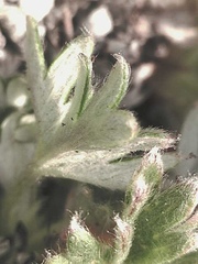 Potentilla subvahliana