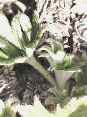 Potentilla subvahliana