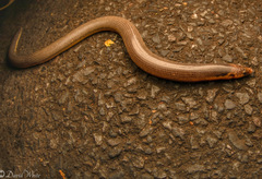 Coeranoscincus frontalis