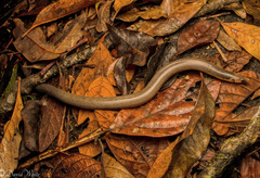 Coeranoscincus frontalis