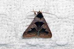 Anoba trigonoides