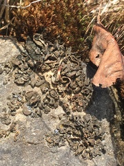 Lathagrium undulatum