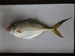 Hemicaranx amblyrhynchus