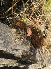 Lathagrium undulatum