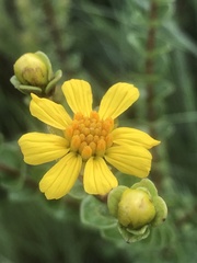 Asteraceae