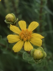 Asteraceae