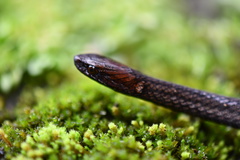 Amastridium veliferum