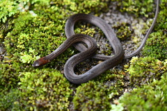 Amastridium veliferum