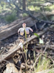 Caladenia moschata
