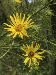 Asteraceae