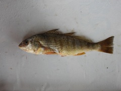 Leiostomus