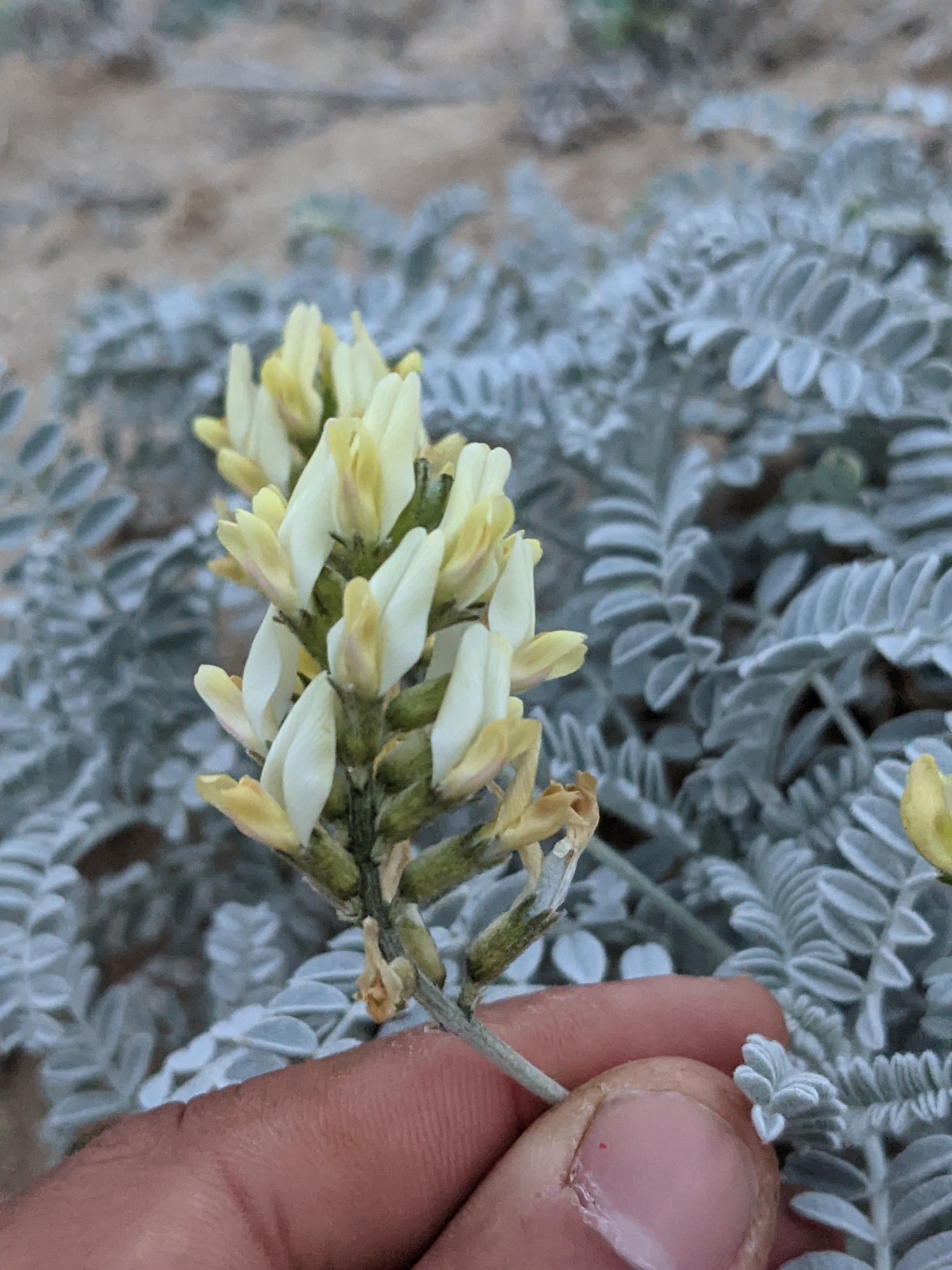 Astragalus traskiae