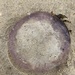 photo of Many-ribbed Jellies (Aequoreidae)