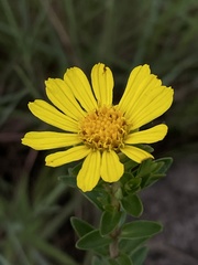 Asteraceae