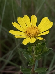 Asteraceae