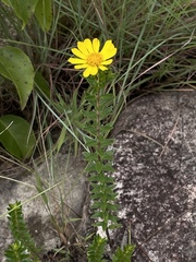 Asteraceae