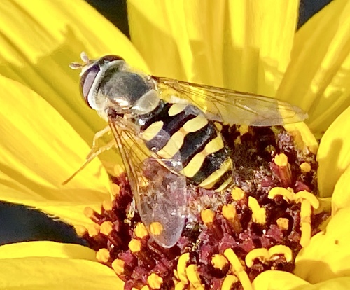 iNaturalist observation photo of Western Aphideater