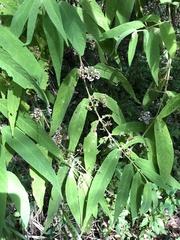 Callicarpa pilosissima