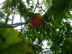 Brownea coccinea