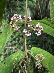 Callicarpa pilosissima