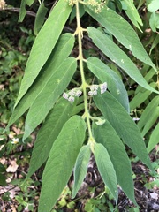 Callicarpa pilosissima