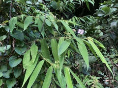 Callicarpa pilosissima