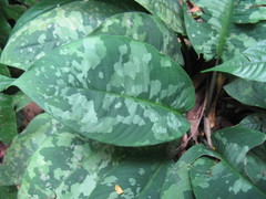 Aglaonema