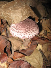 Coniolepiota spongodes