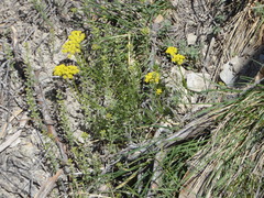 Harbouria trachypleura
