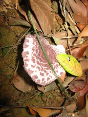 Coniolepiota spongodes