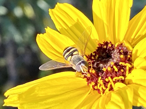iNaturalist observation photo of Western Aphideater