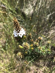 Epacris lanuginosa