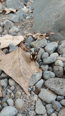 Oxeoschistus tauropolis tauropolis