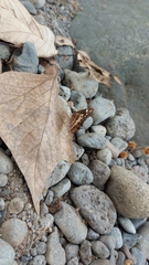 Oxeoschistus tauropolis tauropolis