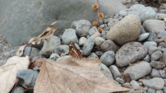 Oxeoschistus tauropolis tauropolis